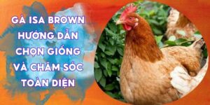 Khám Phá Đặc Điểm Nổi Bật của Nhacaiuytinovn38.com - Địa Chỉ Tin Cậy Trong Thị Trường Uy Tín